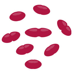 Staphylococcen Entrococcen