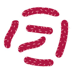 Staphylococcen Klebsiellae