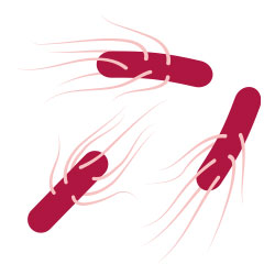 Staphylococcen Proteus Mirabilis